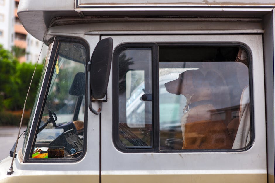 Roteiros Pet-Friendly: Explore o Brasil de Motorhome com Seu Amigo Fiel