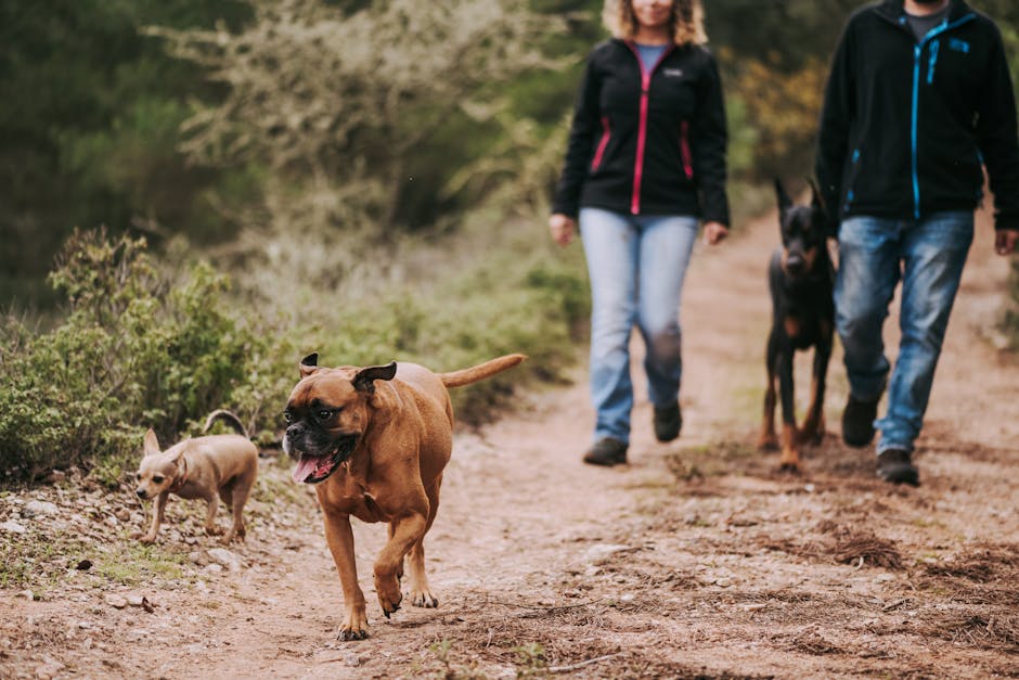 Trilhas e natureza são ainda mais divertidas na companhia do seu amigo fiel.